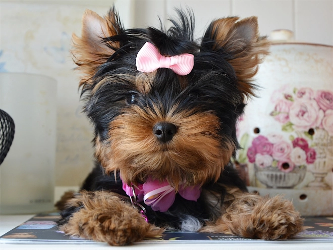 Yorkshire Terrier puppy for sale