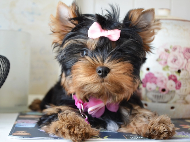 Yorkshire Terrier puppy for sale