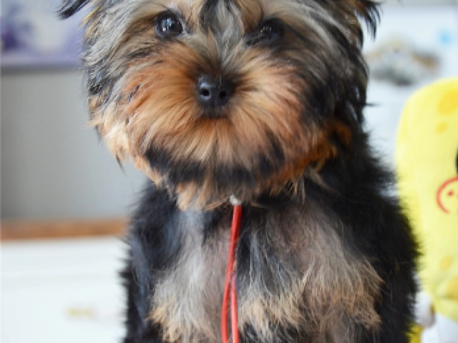 Yorkshire Terrier Welpe kaufen