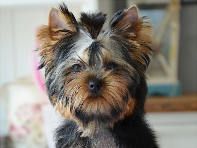 Yorkshire Terrier Welpe kaufen