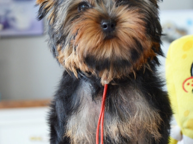 Yorkshire Terrier Welpe kaufen