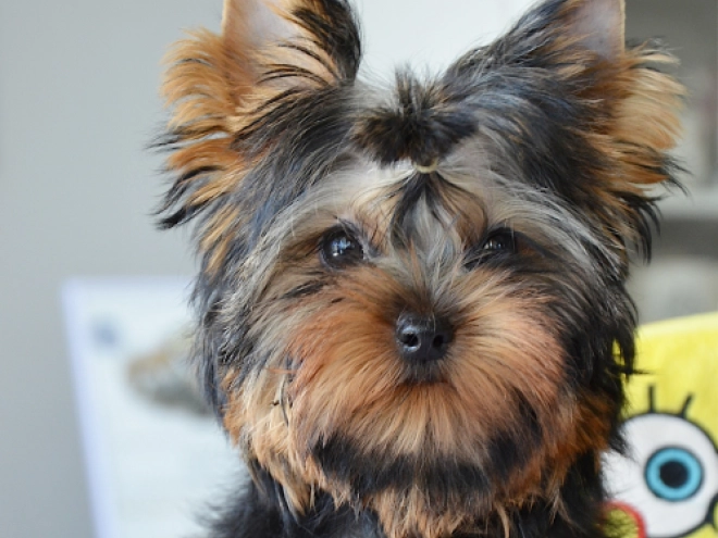 Yorkshire Terrier Welpe kaufen