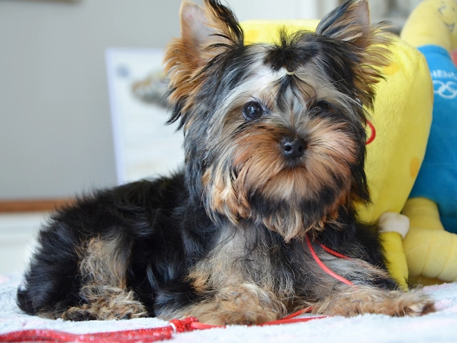 Yorkshire Terrier Welpe kaufen