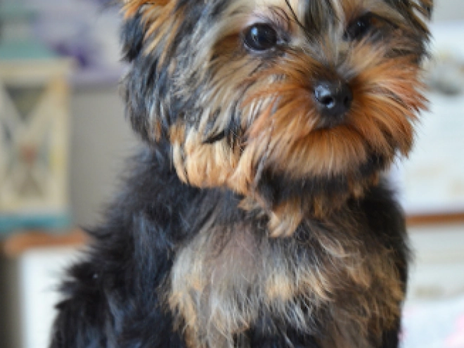 Yorkshire Terrier Welpe kaufen