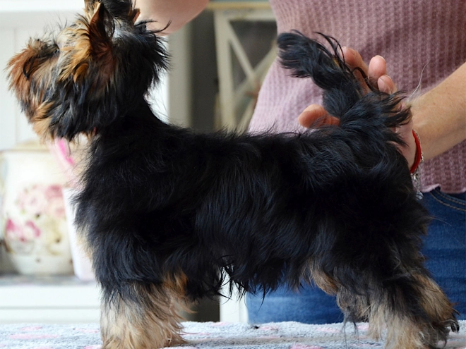 Yorkshire Terrier Welpe kaufen