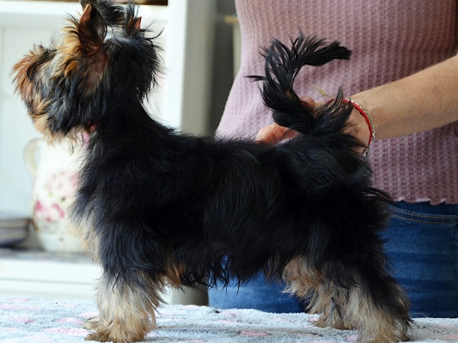 Yorkshire Terrier Welpe kaufen