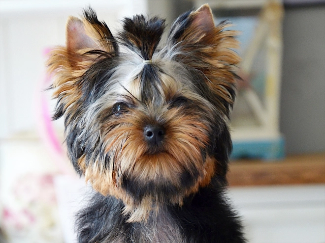 Yorkshire Terrier Welpe kaufen
