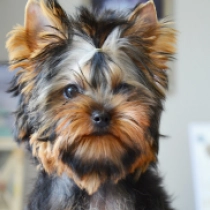 Olympus, blue and tan Yorkshire Terrier Welpen kaufen