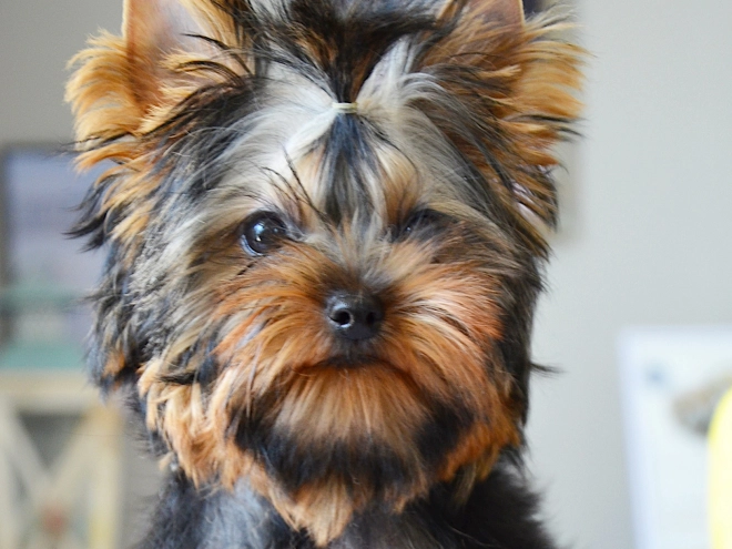 Yorkshire Terrier Welpe kaufen