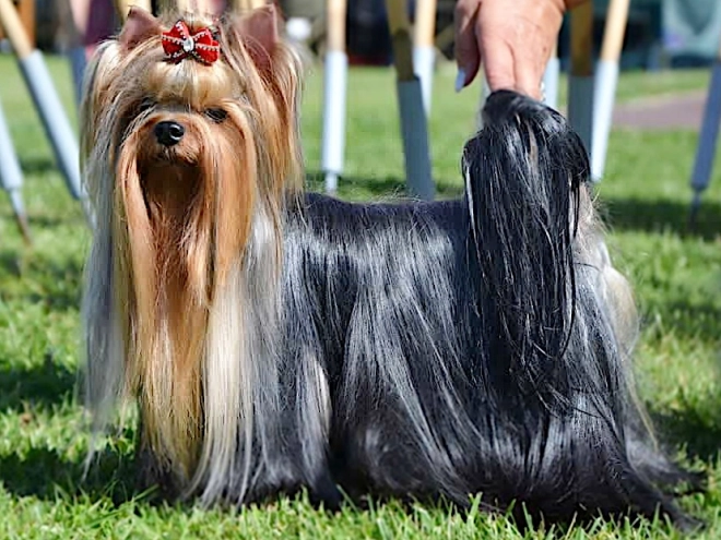 Yorkshire Terrier Welpe kaufen
