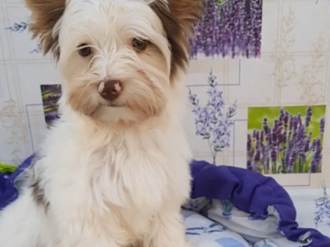 Yorkshire Terrier Welpe zu verkaufen