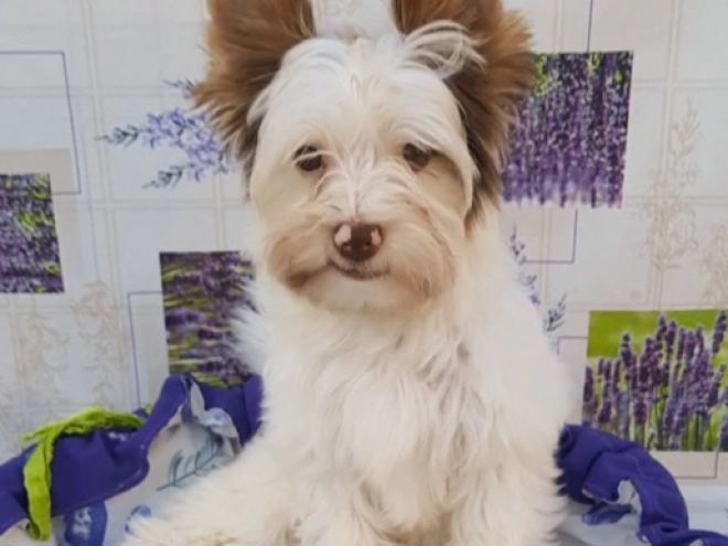 Yorkshire Terrier Welpe zu verkaufen