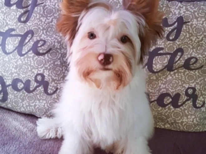 Yorkshire Terrier Welpe zu verkaufen