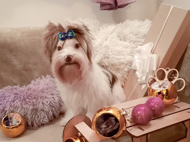 Yorkshire Terrier Welpe zu verkaufen