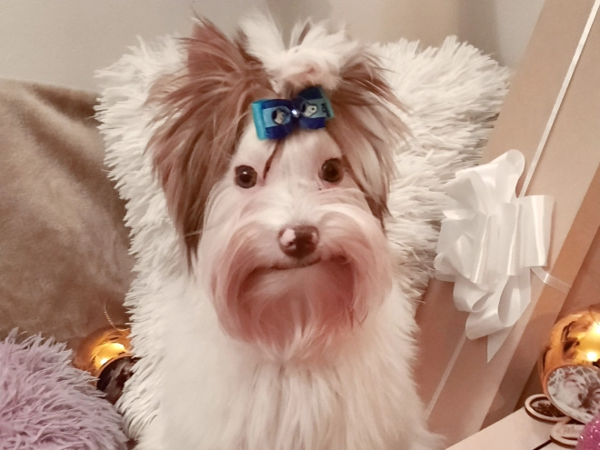 Yorkshire Terrier Welpe zu verkaufen
