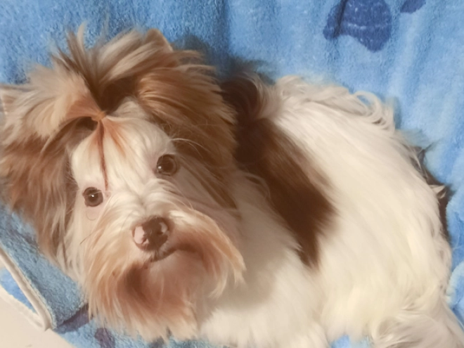 Yorkshire Terrier Welpe zu verkaufen