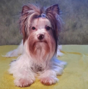Yorkshire Terrier Welpe zu verkaufen