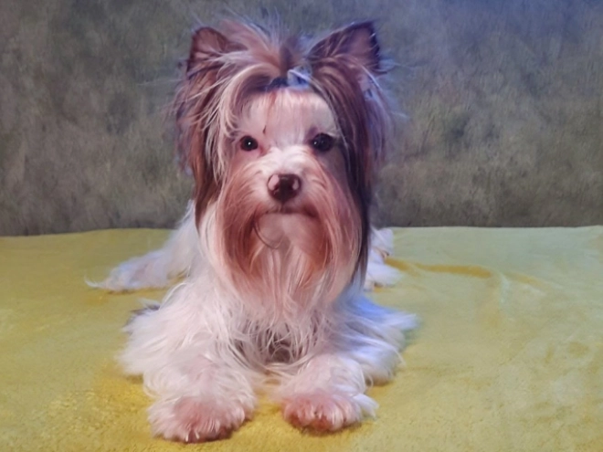 Yorkshire Terrier Welpe zu verkaufen