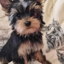Wizard, black and tan Yorkshire Terrier en venta
