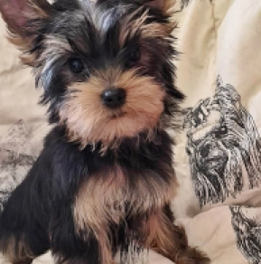 Yorkshire Terrier Welpe kaufen