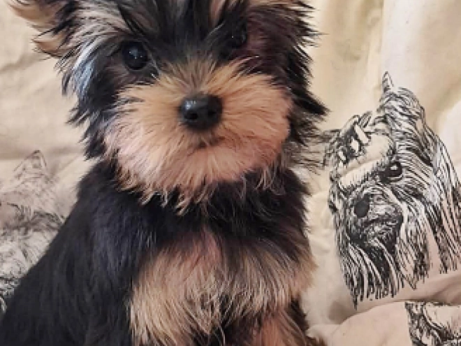 Yorkshire Terrier Welpe kaufen
