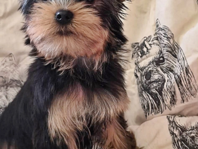 Yorkshire Terrier Welpe kaufen