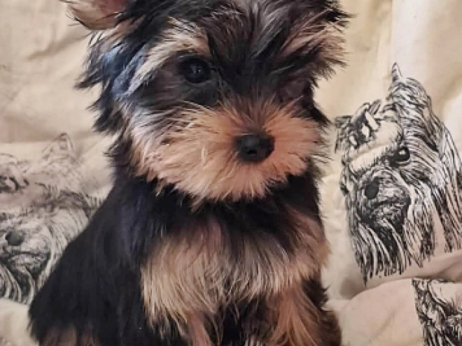 Yorkshire Terrier Welpe kaufen