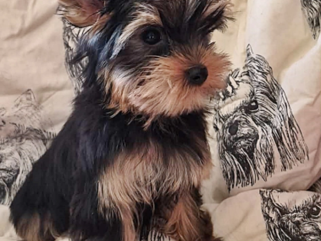 Yorkshire Terrier Welpe kaufen