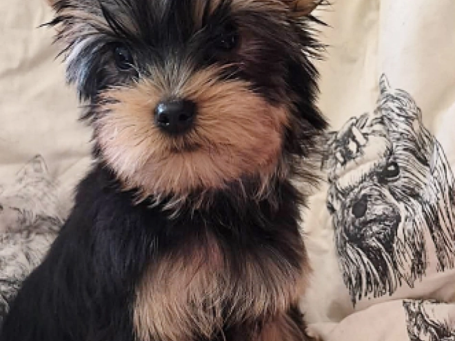 Yorkshire Terrier Welpe kaufen