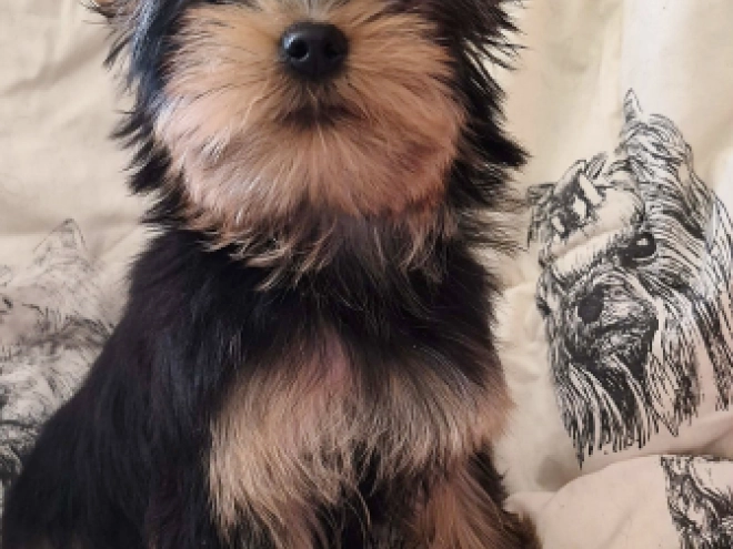 Yorkshire Terrier Welpe kaufen