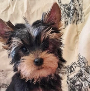 Yorkshire Terrier puppy for sale