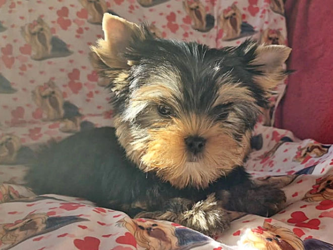 Yorkshire Terrier Welpe kaufen