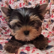 Taboo, black and tan Yorkshire Terrier Welpen kaufen