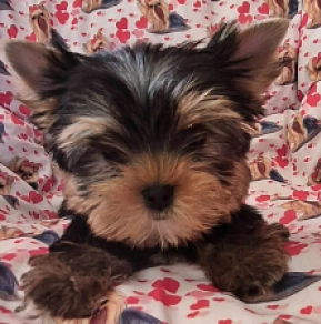 Yorkshire Terrier Welpe kaufen