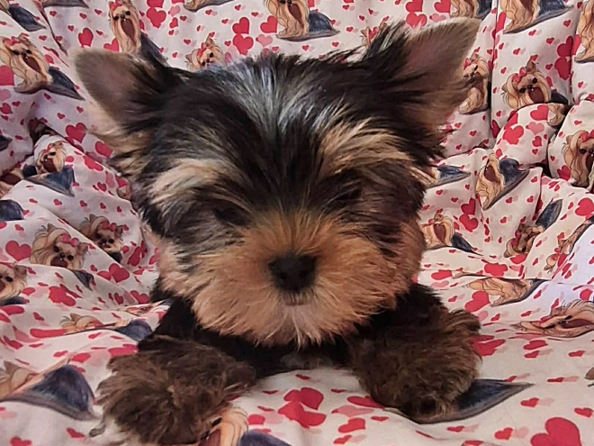 Yorkshire Terrier Welpe kaufen