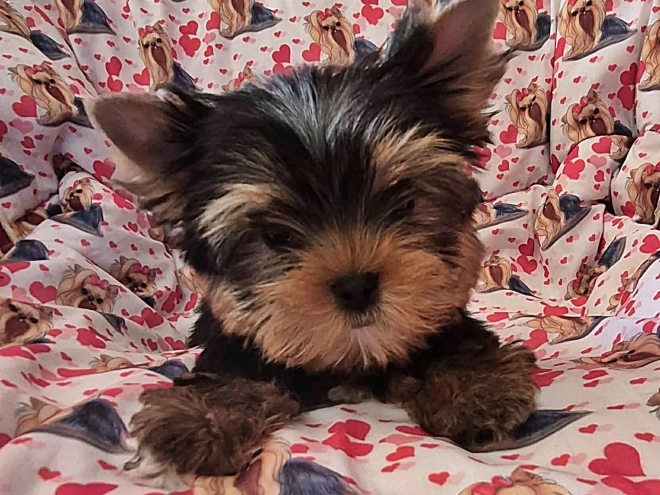Yorkshire Terrier Welpe kaufen