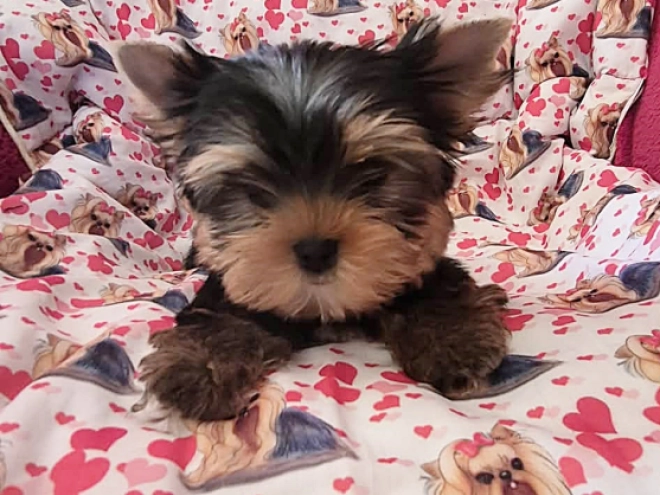 Yorkshire Terrier Welpe kaufen