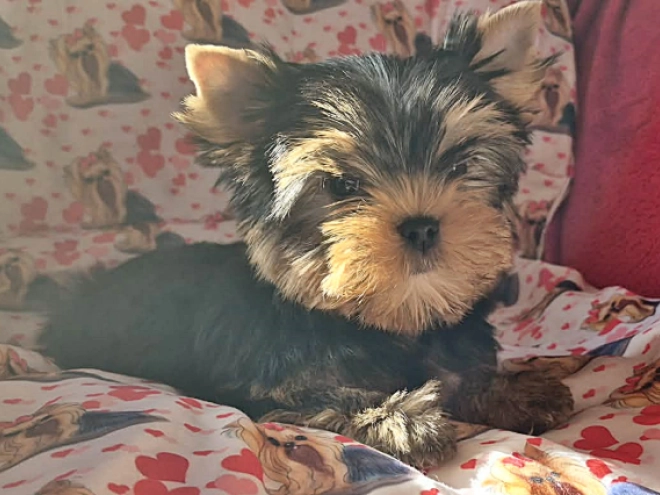 Yorkshire Terrier Welpe kaufen