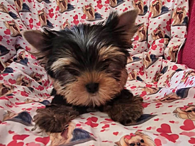 Yorkshire Terrier Welpe kaufen