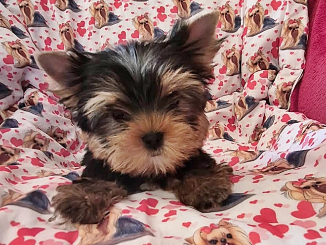 Yorkshire Terrier Welpe kaufen