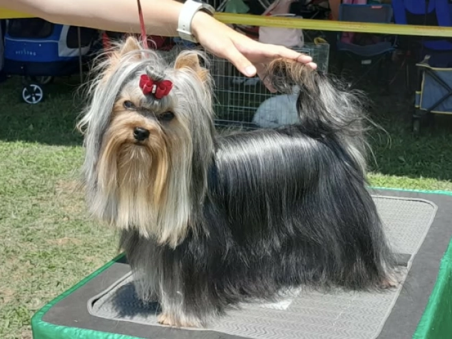 Yorkshire Terrier Welpe kaufen