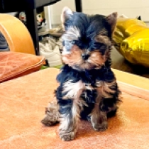 Billy Bob, silver and tan Yorkshire Terrier for sale