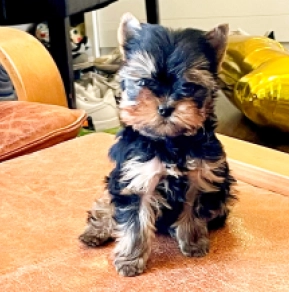 Perros Yorkshire Terrier en venta
