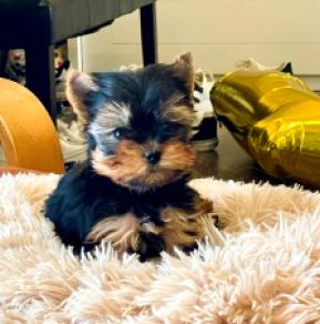 Perros Yorkshire Terrier en venta