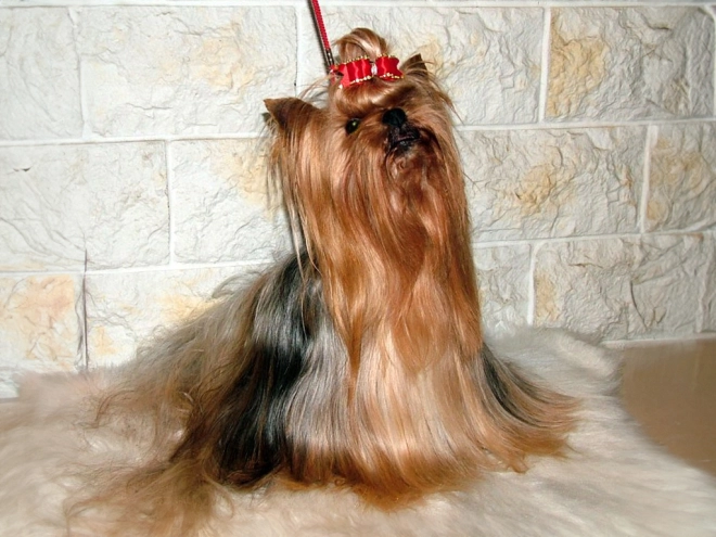 Yorkshire Terrier puppy for sale