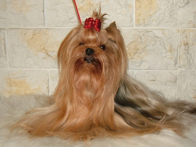 Yorkshire Terrier puppy for sale