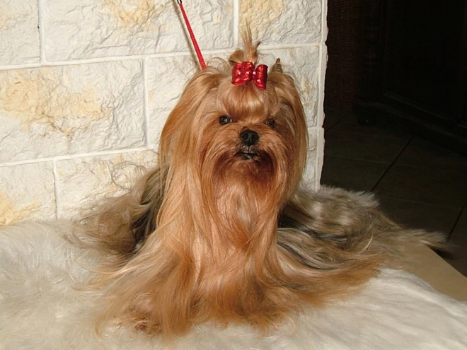 Yorkshire Terrier puppy for sale