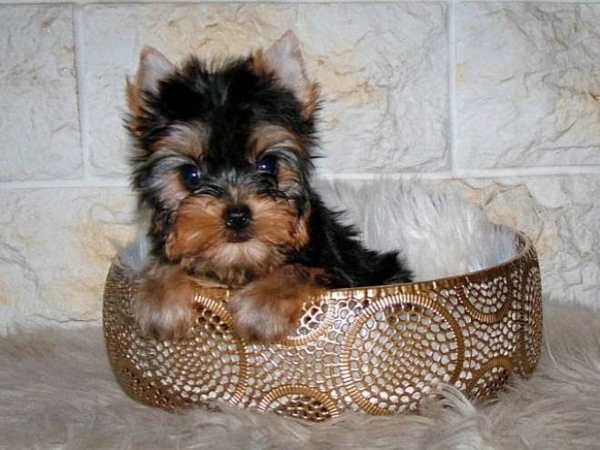 Yorkshire Terrier puppy for sale