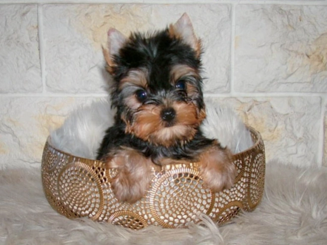 Yorkshire Terrier puppy for sale