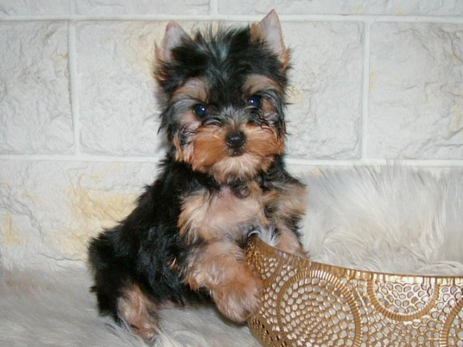 Yorkshire Terrier puppy for sale